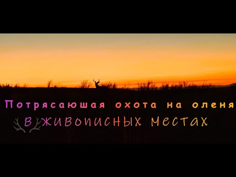Видео: Потрясающая охота на оленя в живописных местах