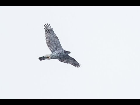 Видео: Отстреливаем ястреба тетеревятника с ракетницы. Goshawk shooting