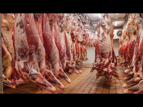 Видео: КАЗАН-КЕБАБ ИЗ ТЕЛЯТИНЫ В КАЗАНЕ НА КОСТРЕ!!!