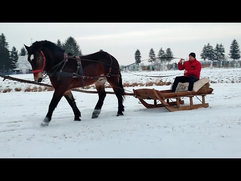 Видео: ХОЧЕ НЕ ХОЧЕ ,А ПОКАТАТИ МУСИТЬ/Polski koń zimnokrwisty 🃏