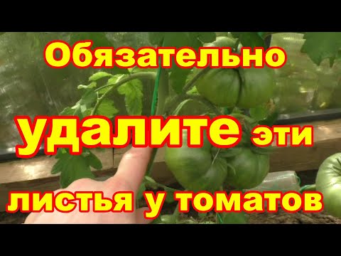 Видео: Не спеют томаты,удалите эти листья.