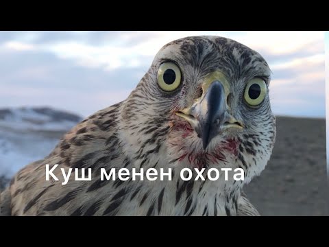 Видео: Охота на кекилик 2023. Кыргызстан 🇰🇬.😱😱😍👍