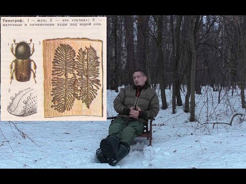 Видео: Короеды и другие стволовые вредители. Часть 2