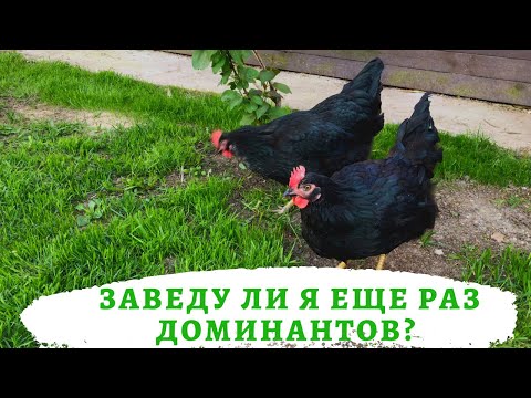 Видео: Куры Доминанты.Заведу ли   еще раз ?