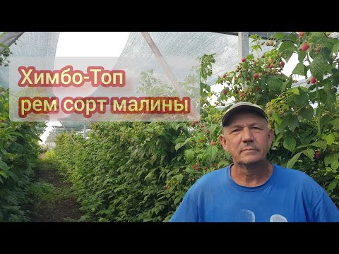 Видео: Химбо-Топ рем сорт малины с шикарной урожайностью