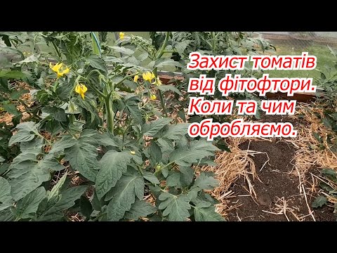 Видео: Обробка томатів від фітофтори- чим, як та коли ми це робимо.