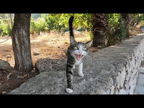 Видео: Очень милый кот подошел к нам и мяукнул, когда увидел нас.