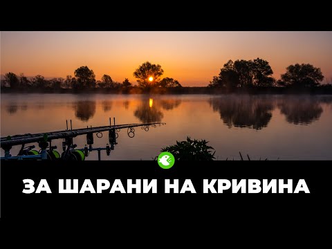 Видео: ЗА ШАРАНИ НА КРИВИНА - Риболов близо до София