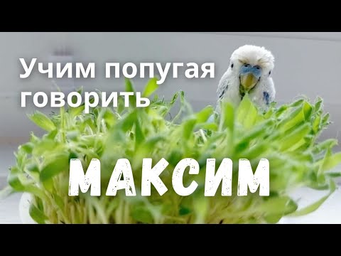 Видео: Учим попугая говорить Максим