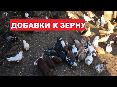 Видео: Чем можно дополнить корм голубей, если он однообразный. К примеру если кормить одной пшеницей.