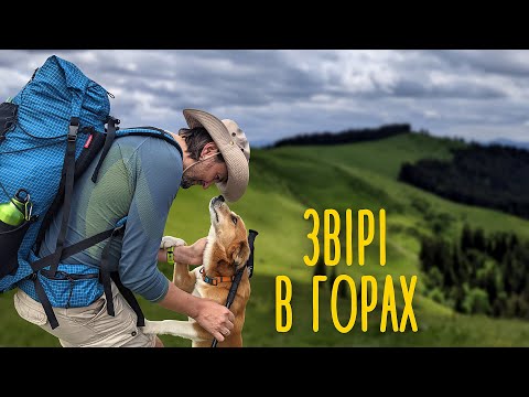 Видео: Похід Карпатами від Плоскої до Довгої 🏕 Кемпінг "Сіан", Буковель, КМ Skogur (Яблуниця) #4