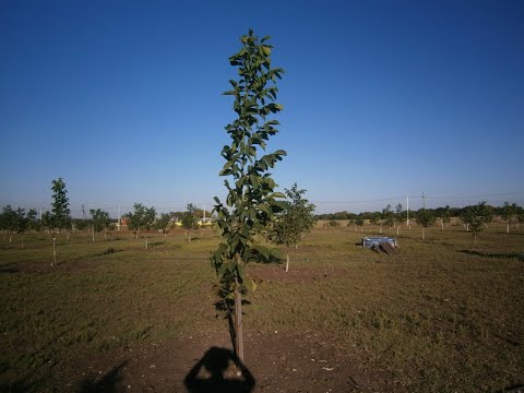 Видео: Обрезка Ореха, первый год, от А до Я.