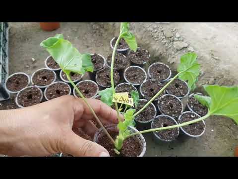 Видео: Геран гулини  тугри киркиш ва грунтга кучат килиш.#gerdan #geran #gullar