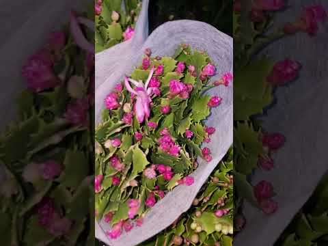 Видео: АНДИЖОН ЖАХОН БОЗОРИ ГУЛ БОЗОРИ УЗР КУПРОК ОБЗОР КИЛОЛМАДИМ