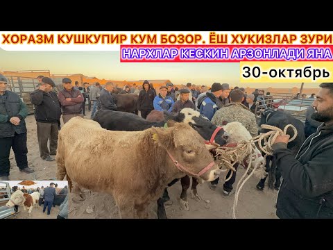 Видео: ХОРАЗМ КУШКУПИР КУМ БОЗОР. ЁШ ХУКИЗЛАР ЕНГ ЗУРЛАРИ ТУШДИ БОЗОГА 30- октябрь 2025 г.
