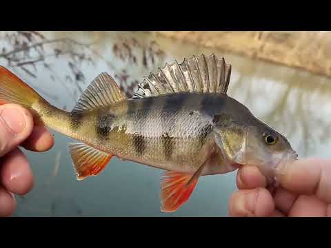 Видео: Рыбалка 1 января в новом 2025 году....тестирую новый спиннинг) Gamakatsu evening princess 63ul