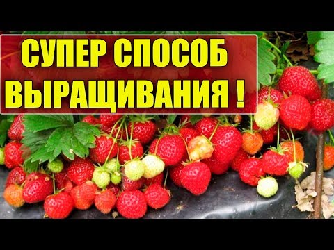 Видео: ВЫРАЩИВАНИЕ КЛУБНИКИ И ЗЕМЛЯНИКИ БУКЕТНЫМ СПОСОБОМ! ПОСЕВ СЕМЯН