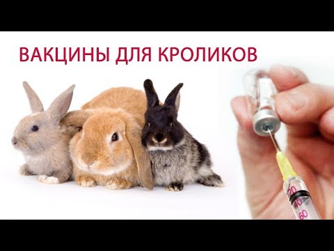 Видео: ВАКЦИНАЦИЯ КРОЛИКОВ (часть 2) \\ Какие болезни прививать и какие вакцины для кроликов выбрать