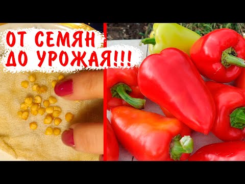 Видео: ВЫРАЩИВАНИЕ ПЕРЦА ОТ СЕМЯН ДО УРОЖАЯ! Перец на рассаду в 2023 году!