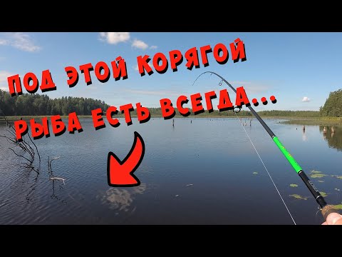 Видео: Рыбалка река Оредеж