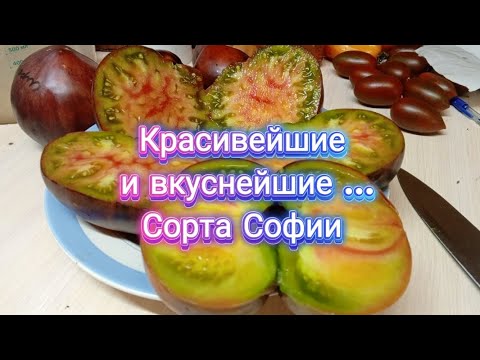 Видео: Сорта Софии Сааковой. Блаженство и Вишневый сироп