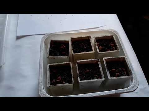 Видео: Кактусы с семян. Тепличка для посева.