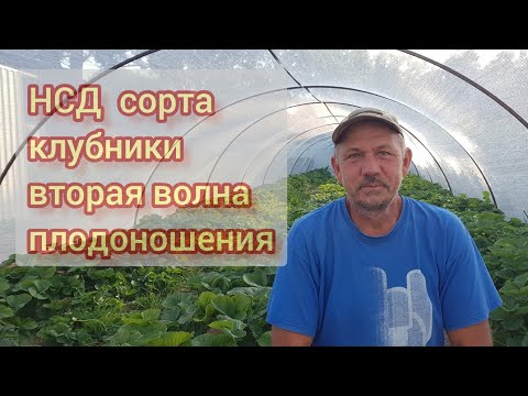 Видео: Клубника НСД при аномально высоких температурах