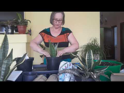 Видео: Распаковка посылки,сансевиерии домашние но куплены в магазине вот интересно.