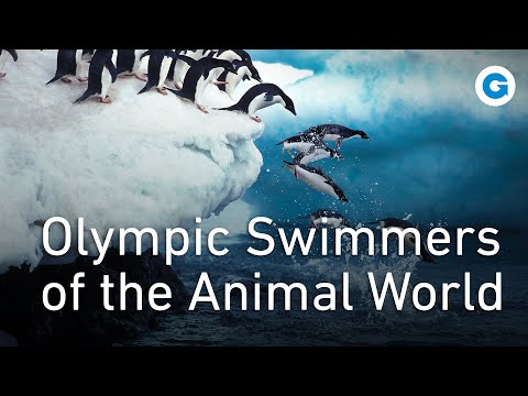 Видео: Пингвины — жизнь среди крупнейших колоний