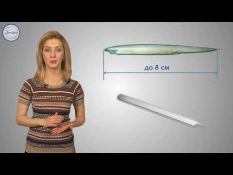 Видео: Биология 7 класс. Хордовые.  Примитивные формы