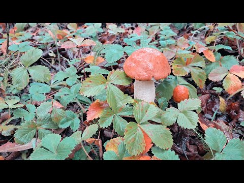 Видео: Маслюки і підосичники - бери скільки донесеш!