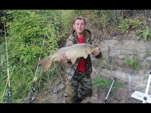 Видео: Сазан (и не только) на Дону в Липецкой области.