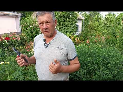 Видео: Готуємо шипшину до окуліровки..We are preparing rose hips for glazing