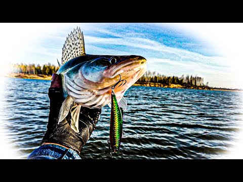 Видео: РАТЛИН ПРОТИВ СИЛИКОНА , МАНДУЛ И ПОРОЛОНА. КТО ВЫИГРЫВАЕТ? НА ЧТО ЛОВИТЬ ХИЩНИКА?  БАТЛ В ЛОДКЕ.