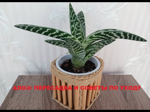 Видео: Алоэ тигровое: пересадка и уход