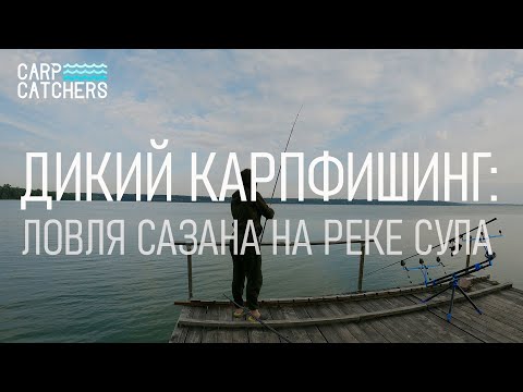 Видео: Дикий карпфишинг: ловля сазана на реке Сула. Видео 4К