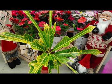 Видео: ☃️Леруа Мерлен🍃Комнатные Цветочки🍃