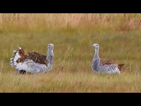 Видео: Дрофы: сохранить для будущего. Часть 2