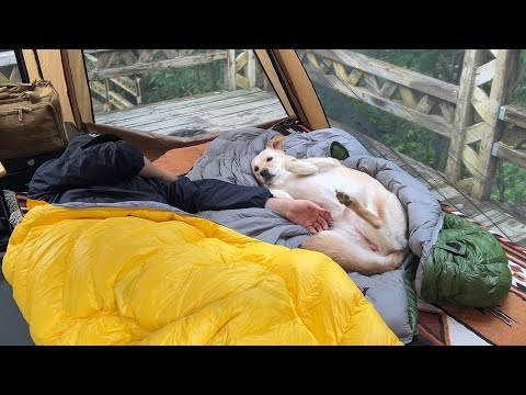 Видео: Solo Camping в лесу с собакой [ расслабляющий ASMR ]