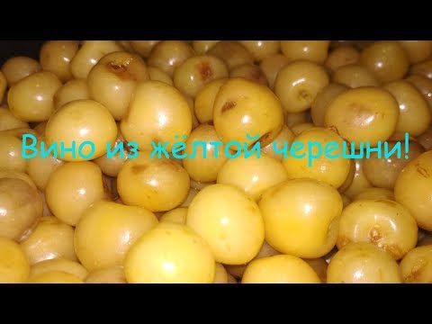 Видео: Вино из жёлтой черешни!