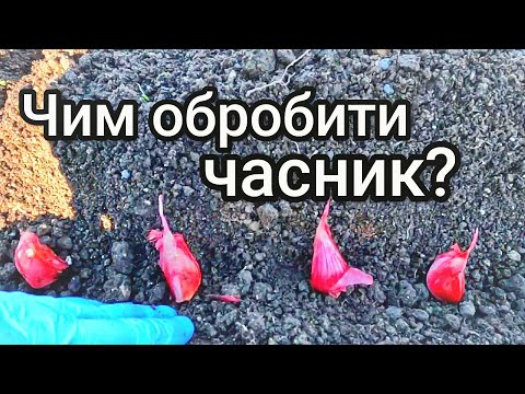 Видео: Обробка часнику перед посадкою на зиму