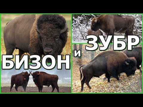Видео: БИЗОН и ЗУБР - Вернувшиеся из небытия