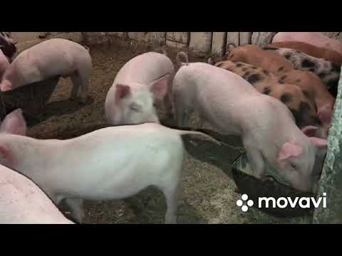 Видео: Как определить беременная свинка или нет?//Переселение поросят//