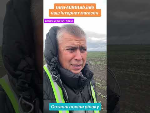 Видео: Последние посевы рапса