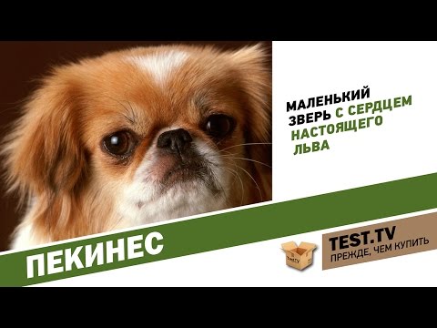 Видео: TEST.TV: Животные. Самая избалованная порода Пекинес.