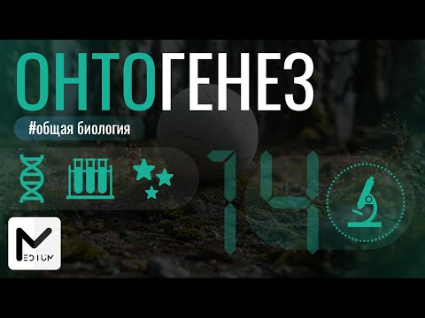 Видео: Онтогенез / Эмбриональное развитие / ЕГЭ по биологии