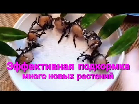 Видео: Внеси в ЗАМИОКУЛЬКАС это эффективое УДОБРЕНИЕ и быстрый рост КЛУБНЕЙ и ПОБЕГОВ обеспечен!