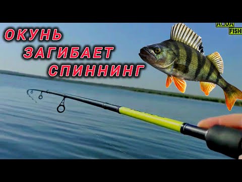 Видео: Рыбалка на Окуня. Окунь на силикон.Окунь на отводной поводок. 