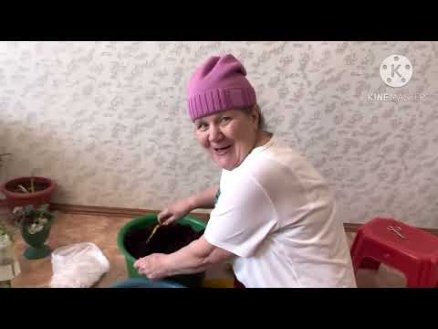 Видео: Что на уме у Марии? Вытащили из погреба цветы.Чудо,тяга к жизни.