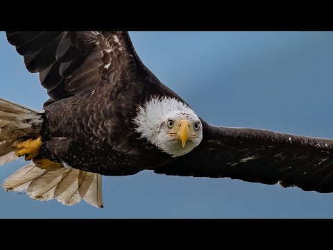 Видео: Безумный белоголовый орлан в полете. БОЕВАЯ ФОТОГРАФИЯ с Nikon D850 и 500MM F4